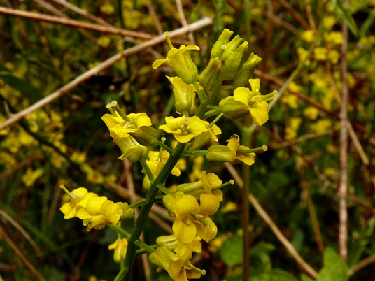 {Barbarea vulgaris}